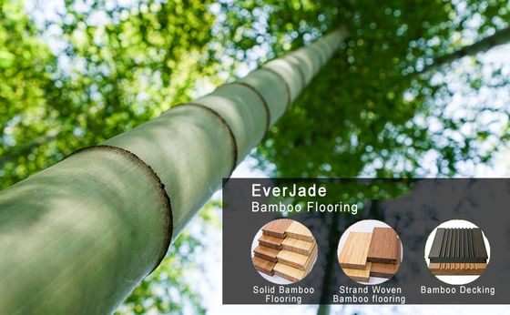 Adicione um toque de elegância moderna com o estilo de design de carvão ecológico Floresta de bambu